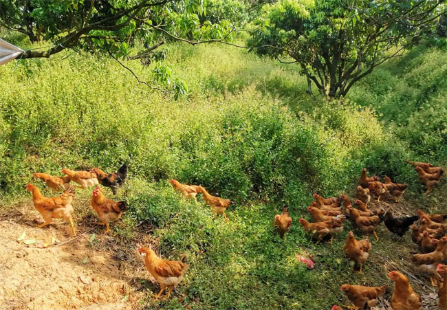 散养土鸡